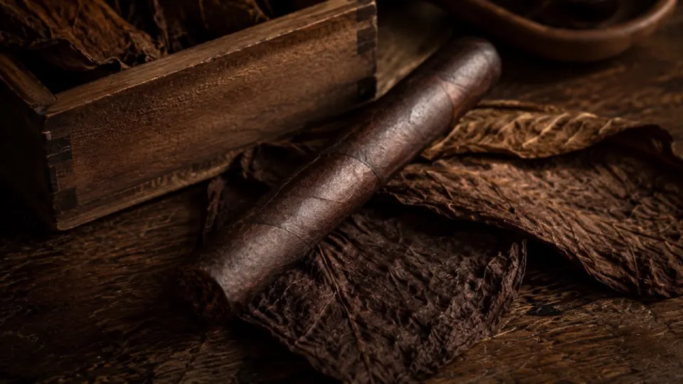 Robusto cigar resting on tobacco leaves