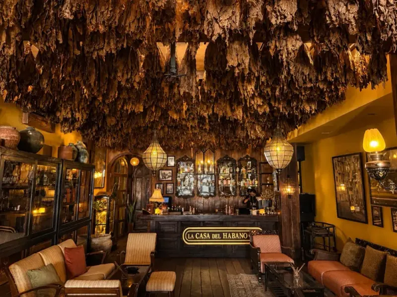 Lounge under a ceiling of hanging tobacco leaves