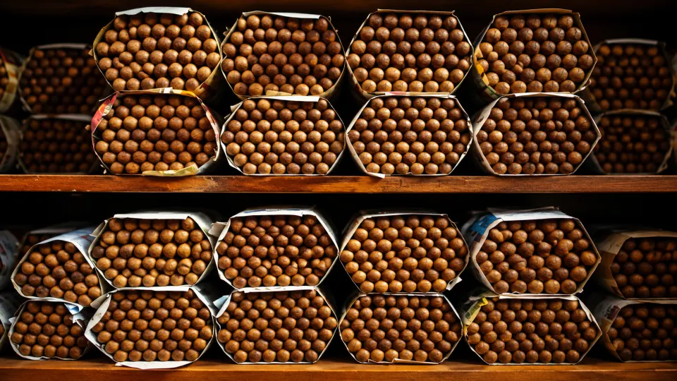 Bundles of cigars resting on wooden shelves