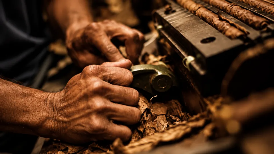 Hands of a torcedor rolling a cigar